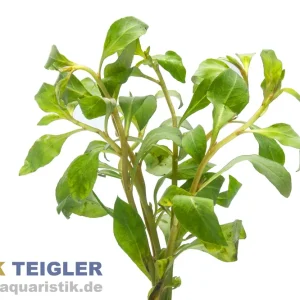 Spitzblättrige Ludwigie, Ludwigia arcuata, im Topf Expressversand